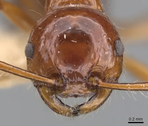 Pristomyrmex longispinus specimen CASENT0901715 image casent0901715_2