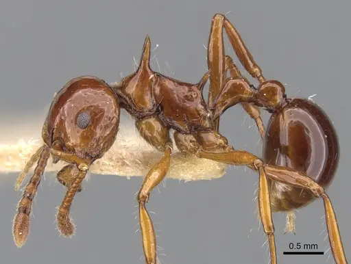 Pristomyrmex longispinus specimen CASENT0901715 image casent0901715_3