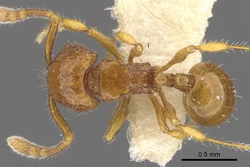 Pristomyrmex longus specimen CASENT0901728 image casent0901728_1