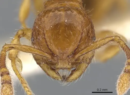 Pristomyrmex longus specimen CASENT0901728 image casent0901728_2