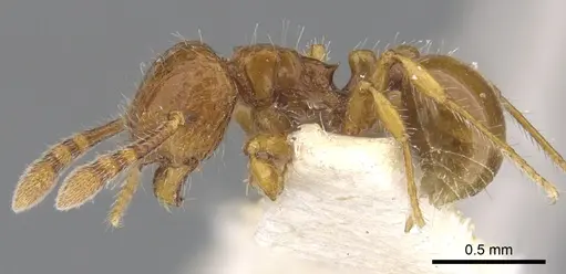 Pristomyrmex longus specimen CASENT0901728 image casent0901728_3