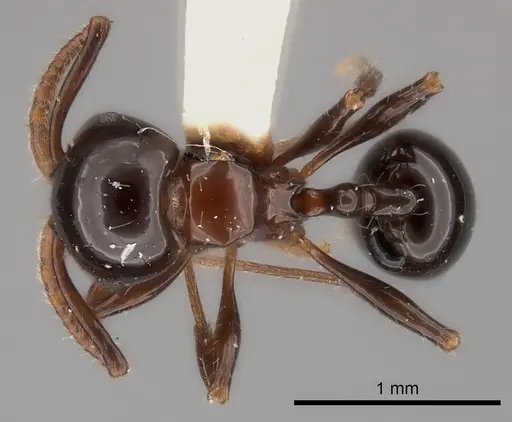 Pristomyrmex lucidus specimen CASENT0217913 image casent0217913_1