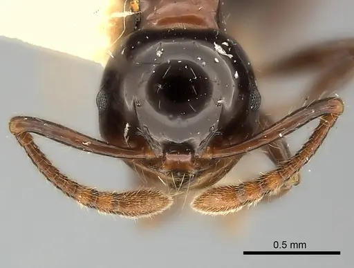 Pristomyrmex lucidus specimen CASENT0217913 image casent0217913_2