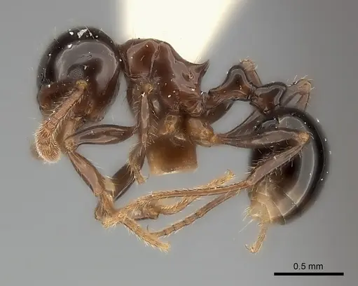 Pristomyrmex lucidus specimen CASENT0217913 image casent0217913_3