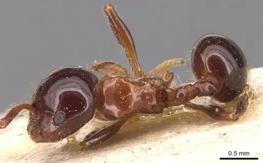 Pristomyrmex lucidus specimen CASENT0904698 image casent0904698_1