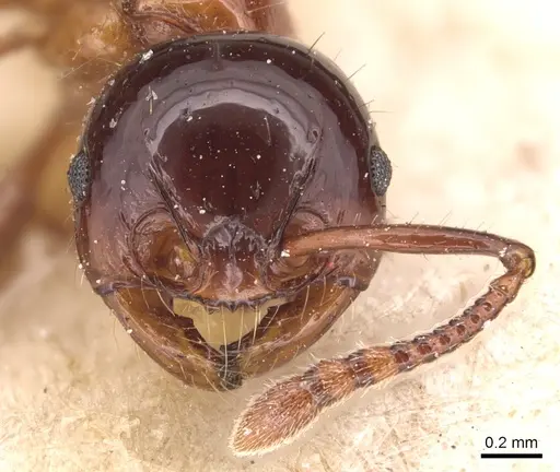 Pristomyrmex lucidus specimen CASENT0904698 image casent0904698_2