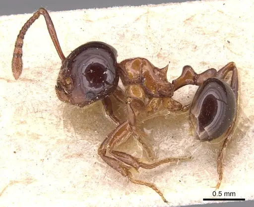 Pristomyrmex lucidus specimen CASENT0904698 image casent0904698_3