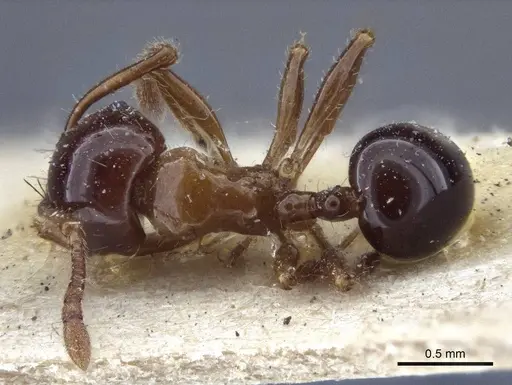 Pristomyrmex lucidus specimen CASENT0916664 image casent0916664_1
