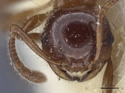 Pristomyrmex lucidus specimen CASENT0916664 image casent0916664_2