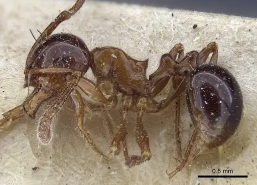Pristomyrmex lucidus specimen CASENT0916664 image casent0916664_3