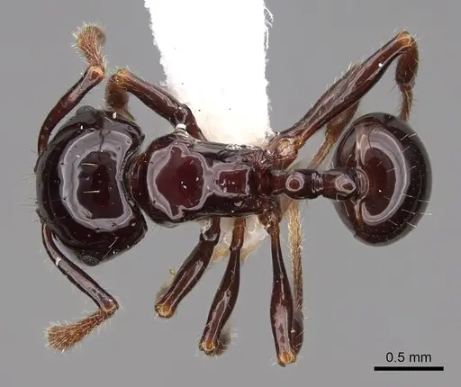 Pristomyrmex lucidus specimen CASENT0922990 image casent0922990_1