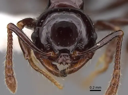 Pristomyrmex lucidus specimen CASENT0922990 image casent0922990_2