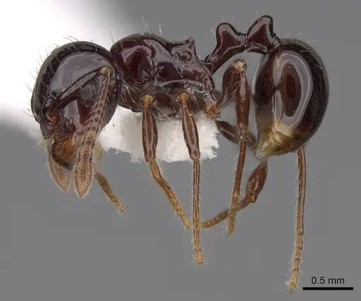 Pristomyrmex lucidus specimen CASENT0922990 image casent0922990_3