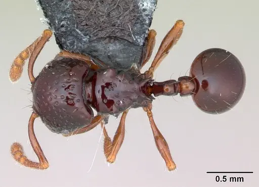 Pristomyrmex mandibularis specimen CASENT0171044 image casent0171044_1
