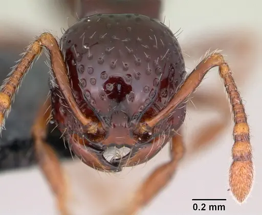 Pristomyrmex mandibularis specimen CASENT0171044 image casent0171044_2