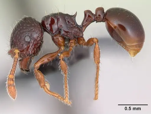 Pristomyrmex mandibularis specimen CASENT0171044 image casent0171044_3