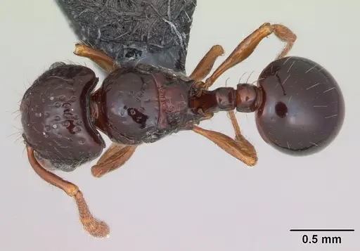Pristomyrmex mandibularis specimen CASENT0171100 image casent0171100_1