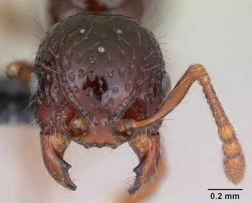 Pristomyrmex mandibularis specimen CASENT0171100 image casent0171100_2