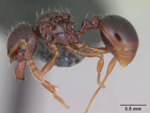 Pristomyrmex mandibularis specimen CASENT0171100 image casent0171100_3