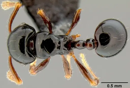 Pristomyrmex mandibularis specimen CASENT0171142 image casent0171142_1