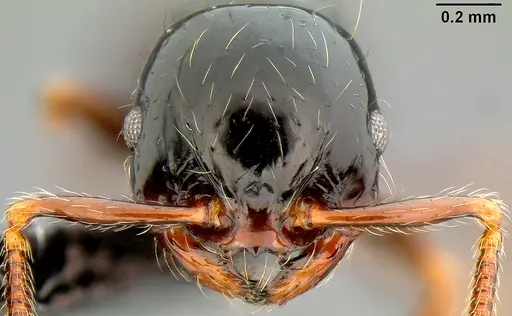 Pristomyrmex mandibularis specimen CASENT0171142 image casent0171142_2
