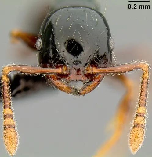 Pristomyrmex mandibularis specimen CASENT0171142 image casent0171142_3