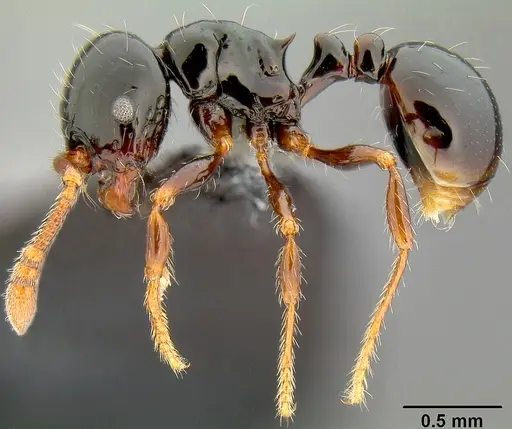 Pristomyrmex mandibularis specimen CASENT0171142 image casent0171142_4