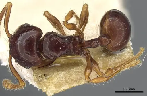 Pristomyrmex mandibularis specimen CASENT0905848 image casent0905848_1