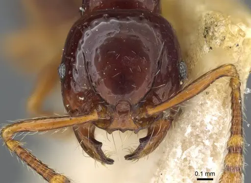 Pristomyrmex mandibularis specimen CASENT0905848 image casent0905848_2