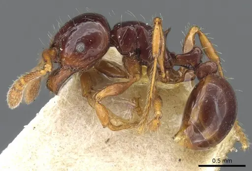 Pristomyrmex mandibularis specimen CASENT0905848 image casent0905848_3
