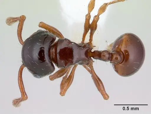 Pristomyrmex minusculus specimen CASENT0178458 image casent0178458_1