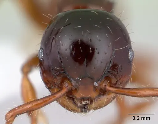 Pristomyrmex minusculus specimen CASENT0178458 image casent0178458_2