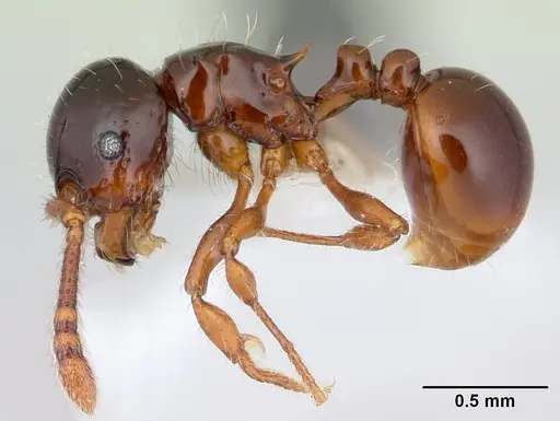 Pristomyrmex minusculus specimen CASENT0178458 image casent0178458_3