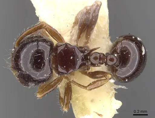 Pristomyrmex minusculus specimen CASENT0901726 image casent0901726_1