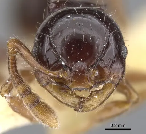 Pristomyrmex minusculus specimen CASENT0901726 image casent0901726_2