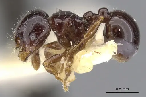 Pristomyrmex minusculus specimen CASENT0901726 image casent0901726_3