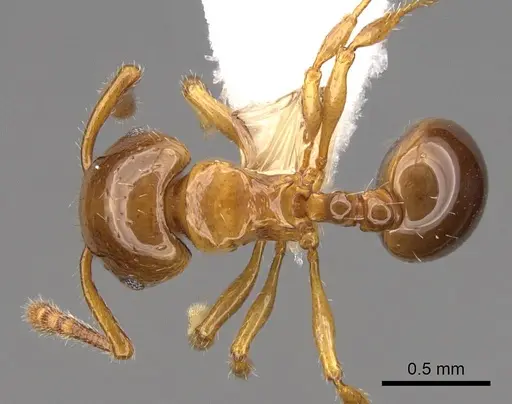 Pristomyrmex minusculus specimen CASENT0922991 image casent0922991_1