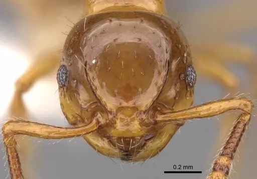 Pristomyrmex minusculus specimen CASENT0922991 image casent0922991_2