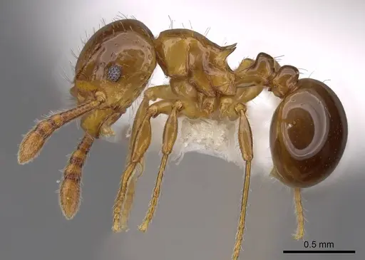 Pristomyrmex minusculus specimen CASENT0922991 image casent0922991_3