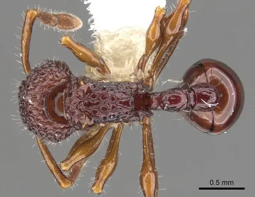 Pristomyrmex modestus specimen CASENT0901718 image casent0901718_1
