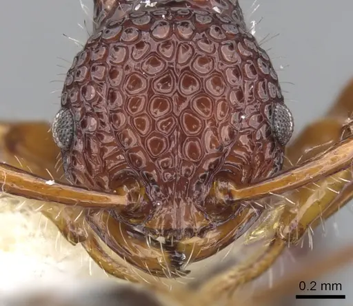 Pristomyrmex modestus specimen CASENT0901718 image casent0901718_2