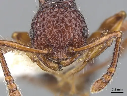 Pristomyrmex modestus specimen CASENT0901718 image casent0901718_3