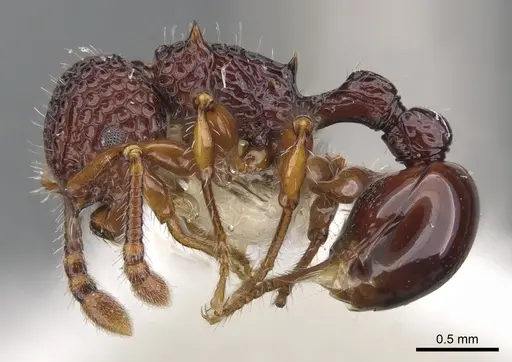 Pristomyrmex modestus specimen CASENT0901718 image casent0901718_4