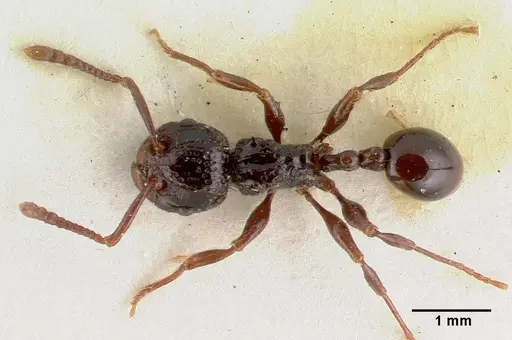 Pristomyrmex nitidissimus specimen CASTYPE06993 image castype06993_1