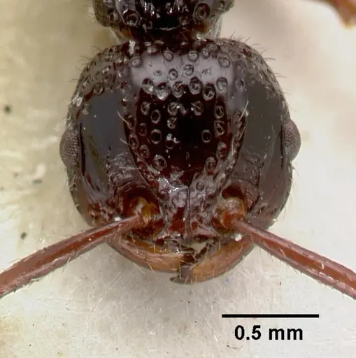 Pristomyrmex nitidissimus specimen CASTYPE06993 image castype06993_2