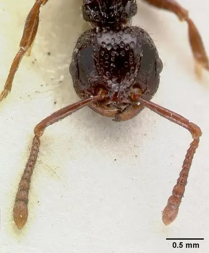 Pristomyrmex nitidissimus specimen CASTYPE06993 image castype06993_3