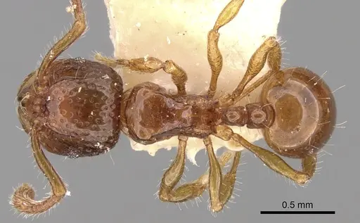 Pristomyrmex obesus specimen CASENT0281800 image casent0281800_1