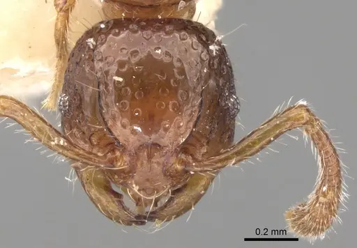 Pristomyrmex obesus specimen CASENT0281800 image casent0281800_2