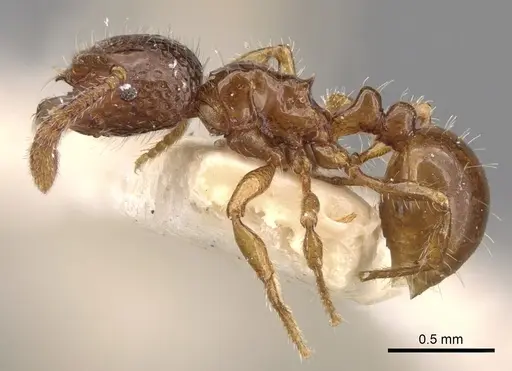 Pristomyrmex obesus specimen CASENT0281800 image casent0281800_3