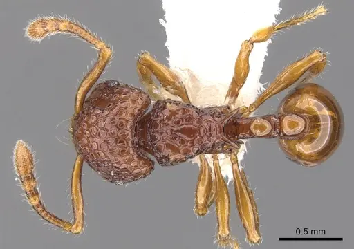 Pristomyrmex occultus specimen CASENT0901720 image casent0901720_1
